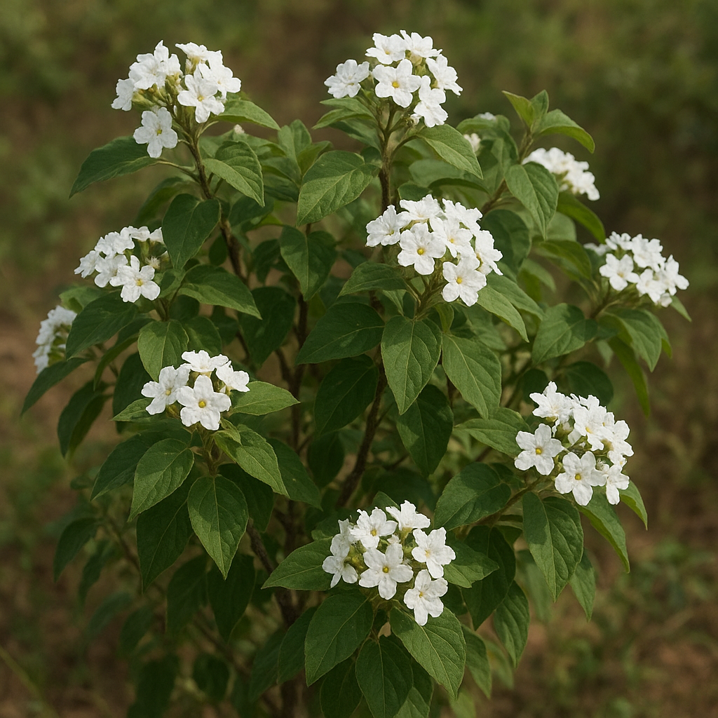 Krzew Cordia boissieri – Cordia boissieri