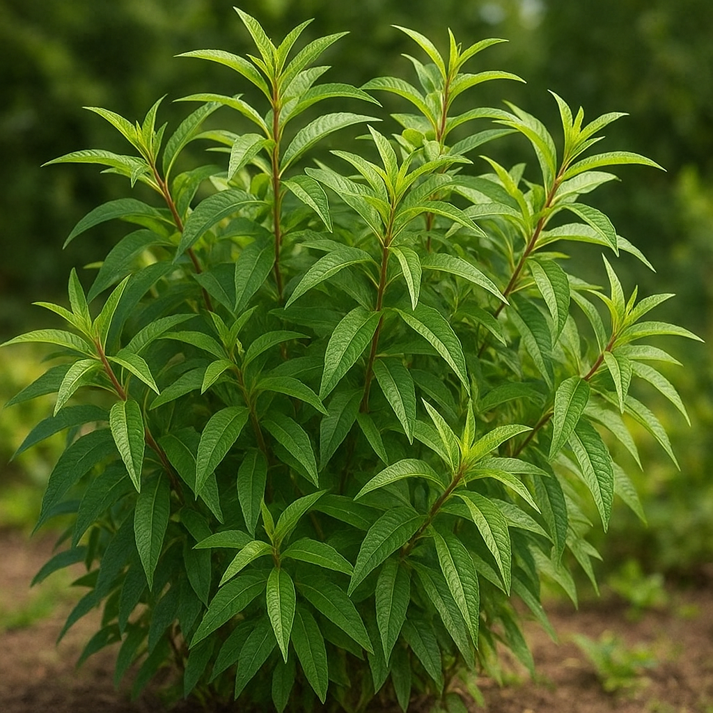 Krzew Werbena krzewiasta – Aloysia citrodora