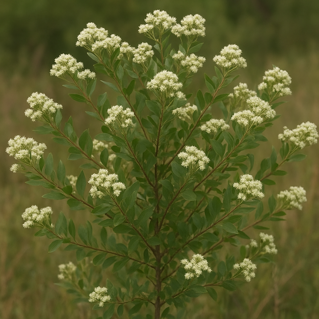 Krzew Baccharis – Baccharis halimifolia