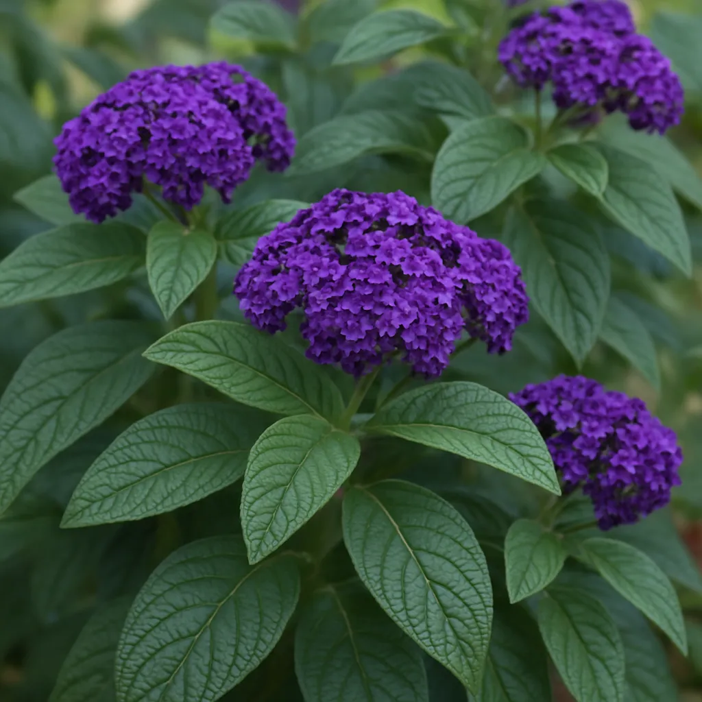 Krzew Heliotropium arborescens – Heliotropium arborescens