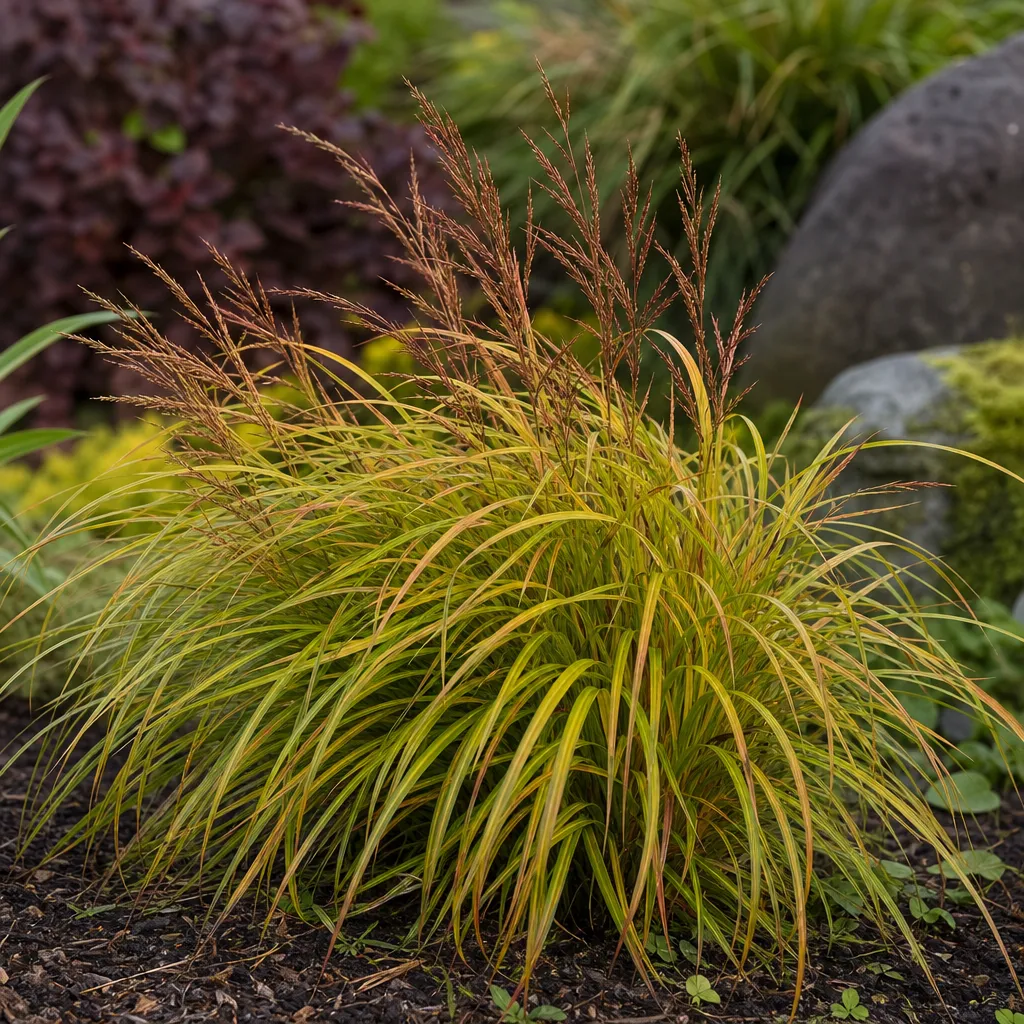 Hakonechloa ‘Beni Kaze’ – Hakonechloa macra ‘Beni Kaze’ – trawa ozdobna