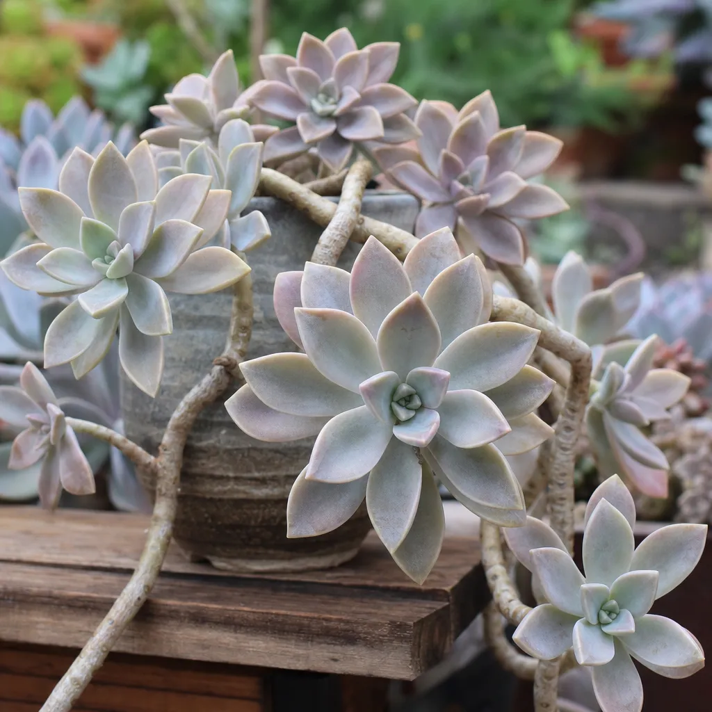 Graptopetalum paraguayense 'Ghost Plant’ – roślina skalna