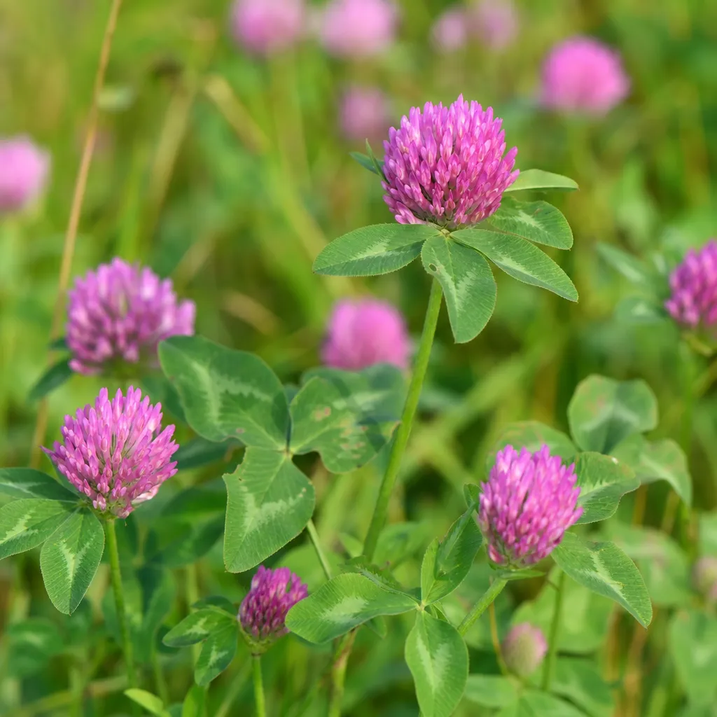 Kwiat Trifolium (koniczyna) – Trifolium pratense