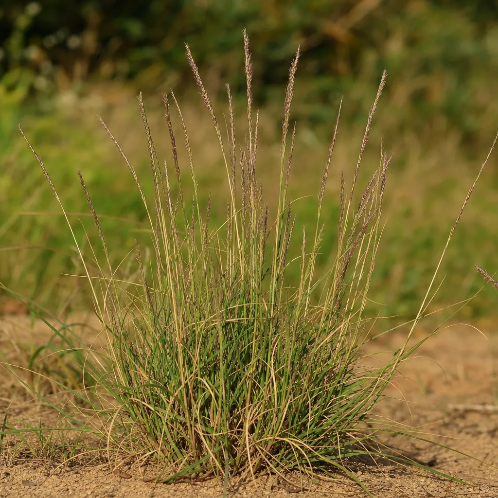Sporobolus szorstki – Sporobolus asper