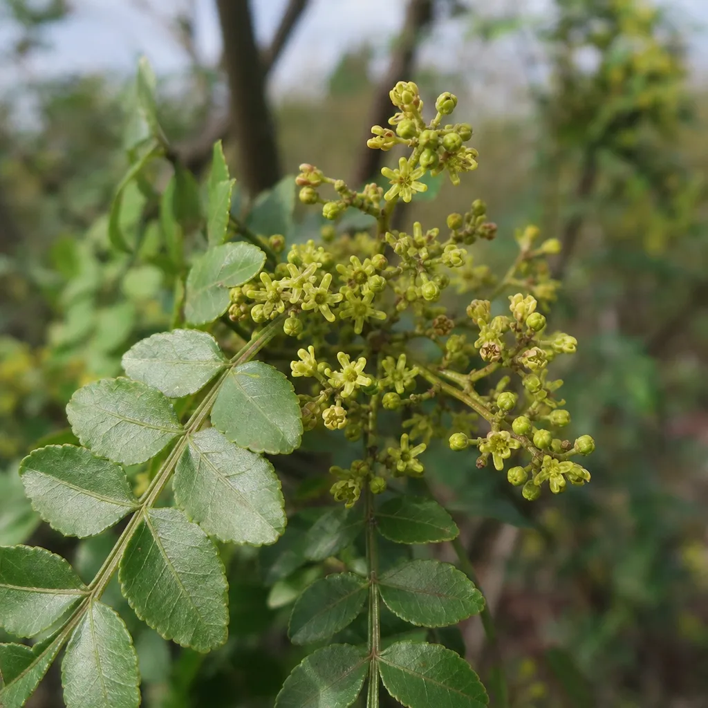 Zanthoxylum – Zanthoxylum simulans