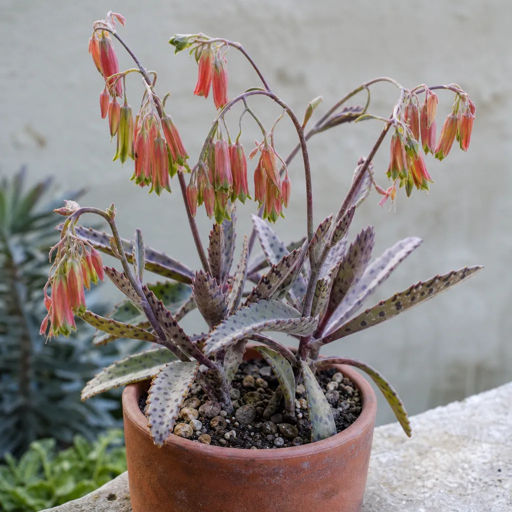 Kalanchoe longiflora – roślina skalna