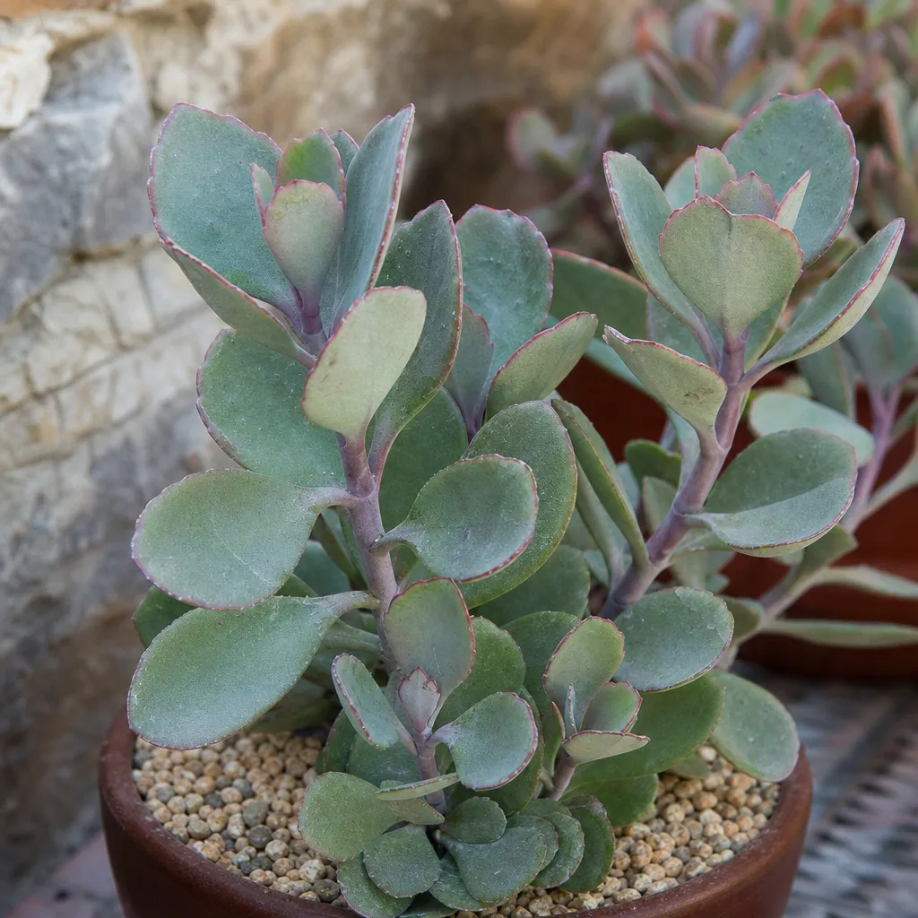Kalanchoe porphyrocalyx