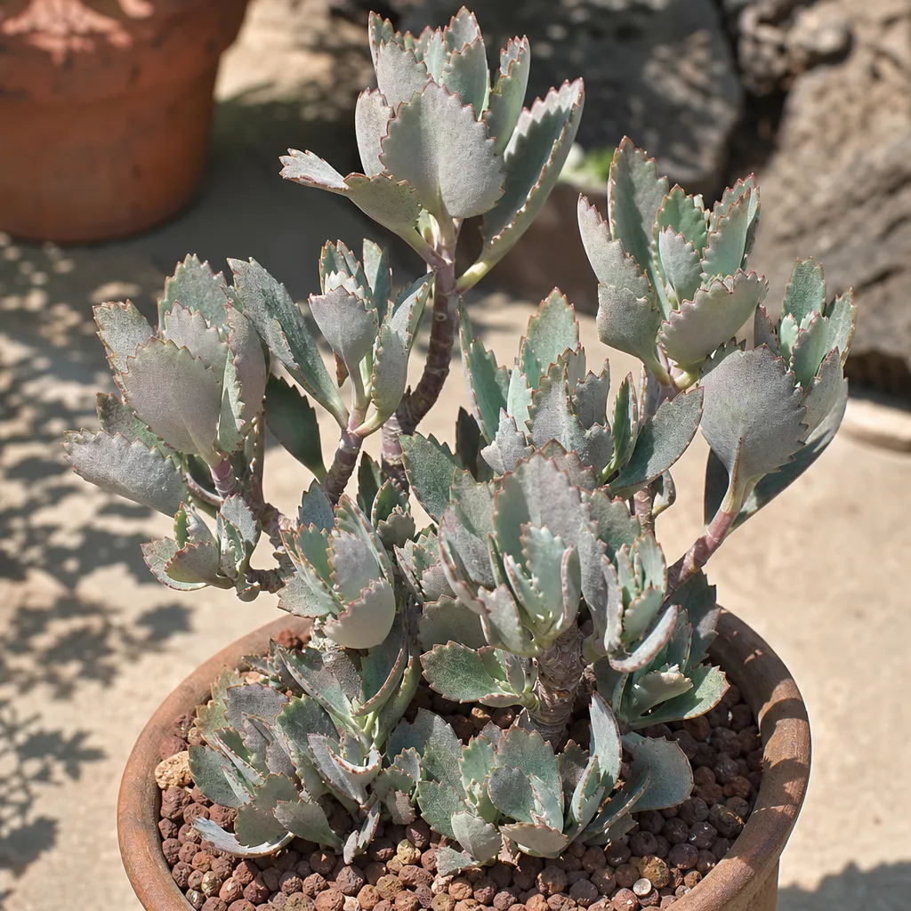 Kalanchoe nyikae